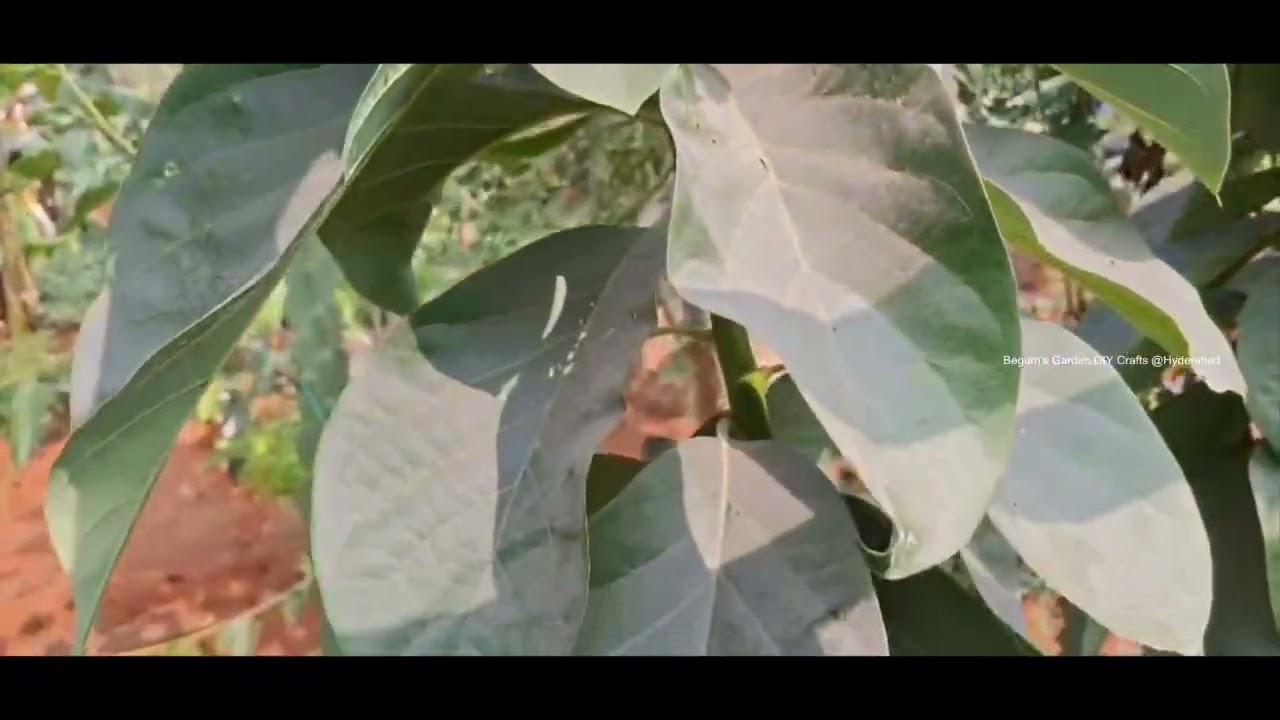 Vegetables Harvest 