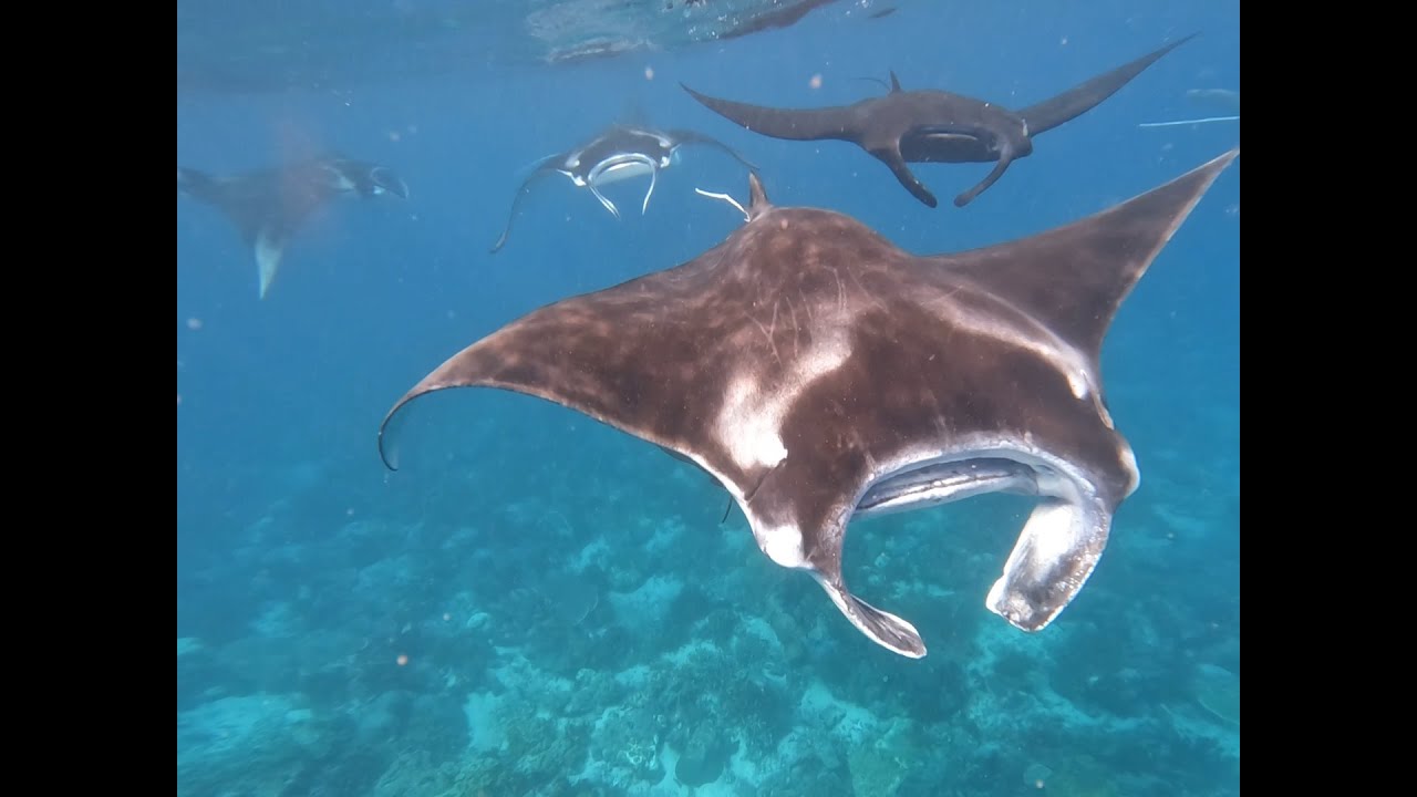 Raja Ampat snorkel adventures via Nyande homestay Mansuar Island November 2025