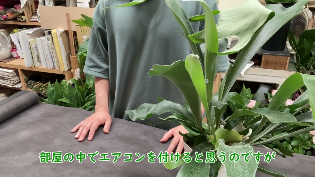 【３分でわかるコウモリランの育て方】管理方法をサクッと解説！(ビカクシダ)