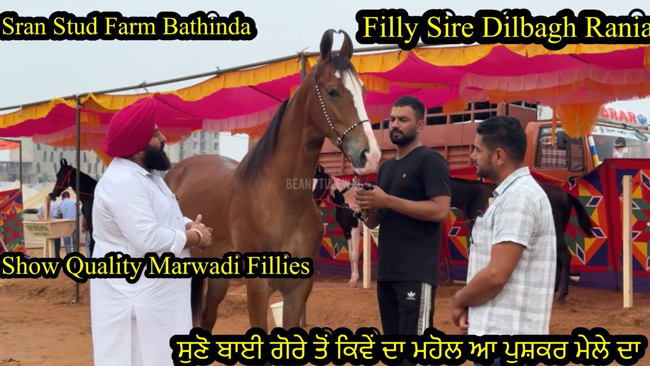ShowQuality Marwadi Fillies Sran Stud Farm Bathinda ਸੁਣੋ ਬਾਈ ਗੋਰੇ ਤੋਂ ਕਿਵੇਂ ਦਾ ਮਹੋਲ ਆ ਪੁਸ਼ਕਰ ਮੇਲੇ ਦਾ
