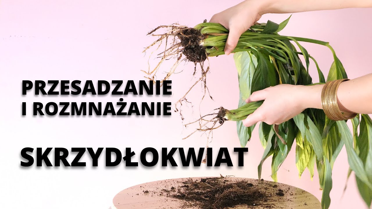 SKRZYDŁOKWIAT jak rozmnożyć, jak przesadzić krok po kroku