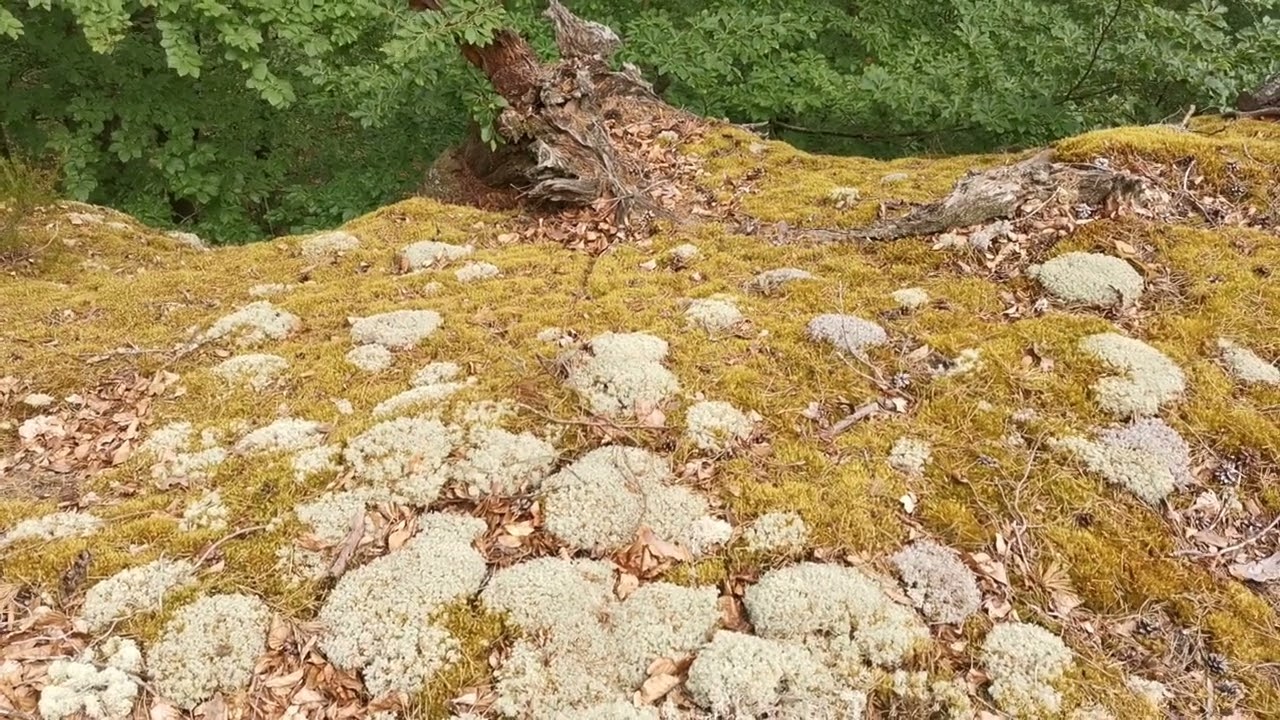 Arche aux &Eacute;boulis (Moselle, 57, sommet).