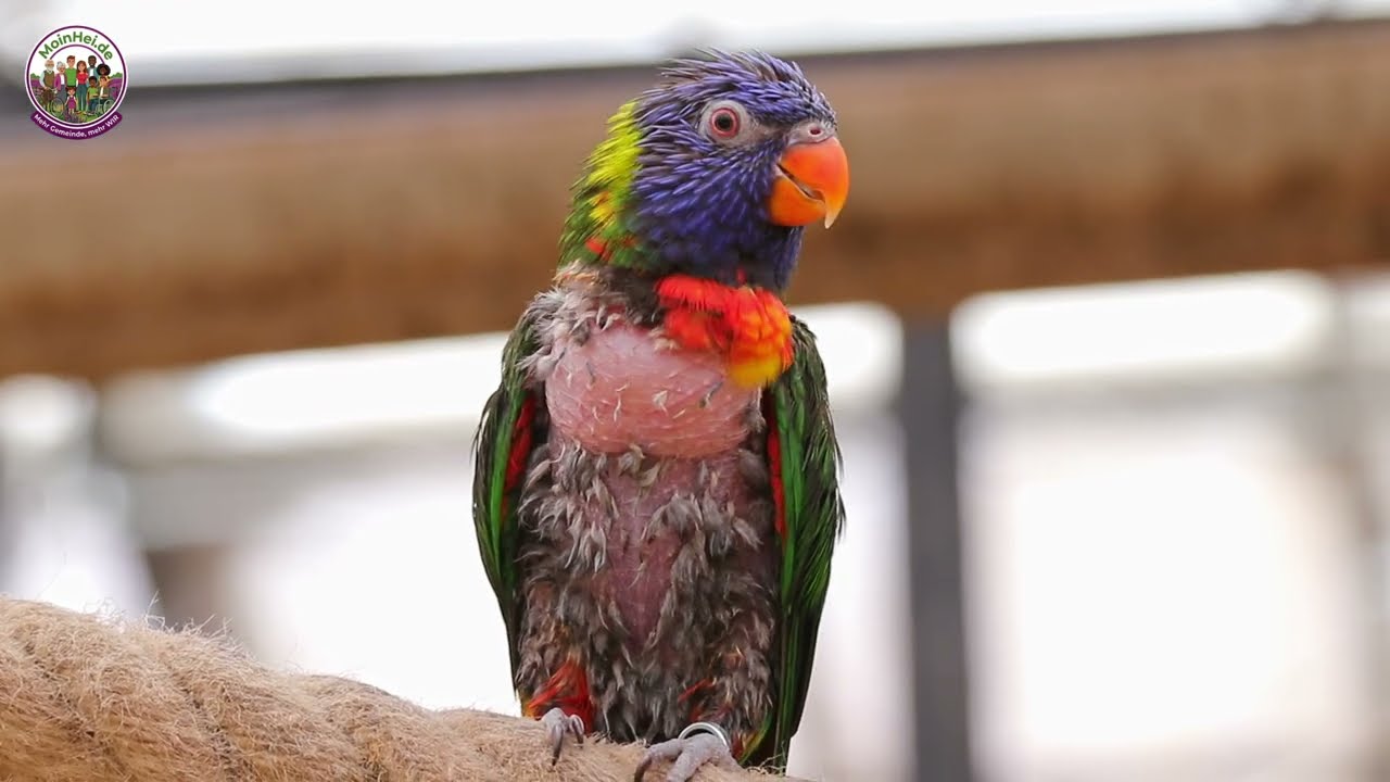 Lüneburger Heide – Ein Tag im Weltvogelpark Walsrode