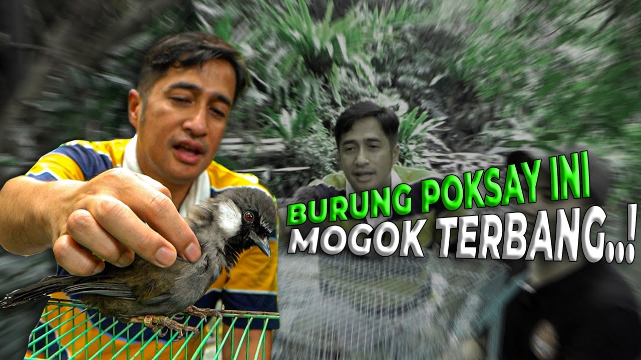 GUE BARU SADAR, DI AVIARY CUMA ADA POKSAY JANTAN. ADA BETINA MASUK LANGSUNG PADA BIRAHI..!