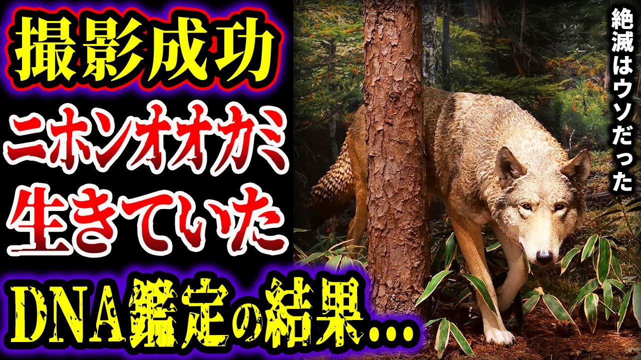 【ゆっくり解説】ニホンオオカミは絶滅していなかった…!! DNA鑑定で判明した新事実…ニホンオオカミ生存の証拠がヤバい…!!!【UMA・未確認生物】