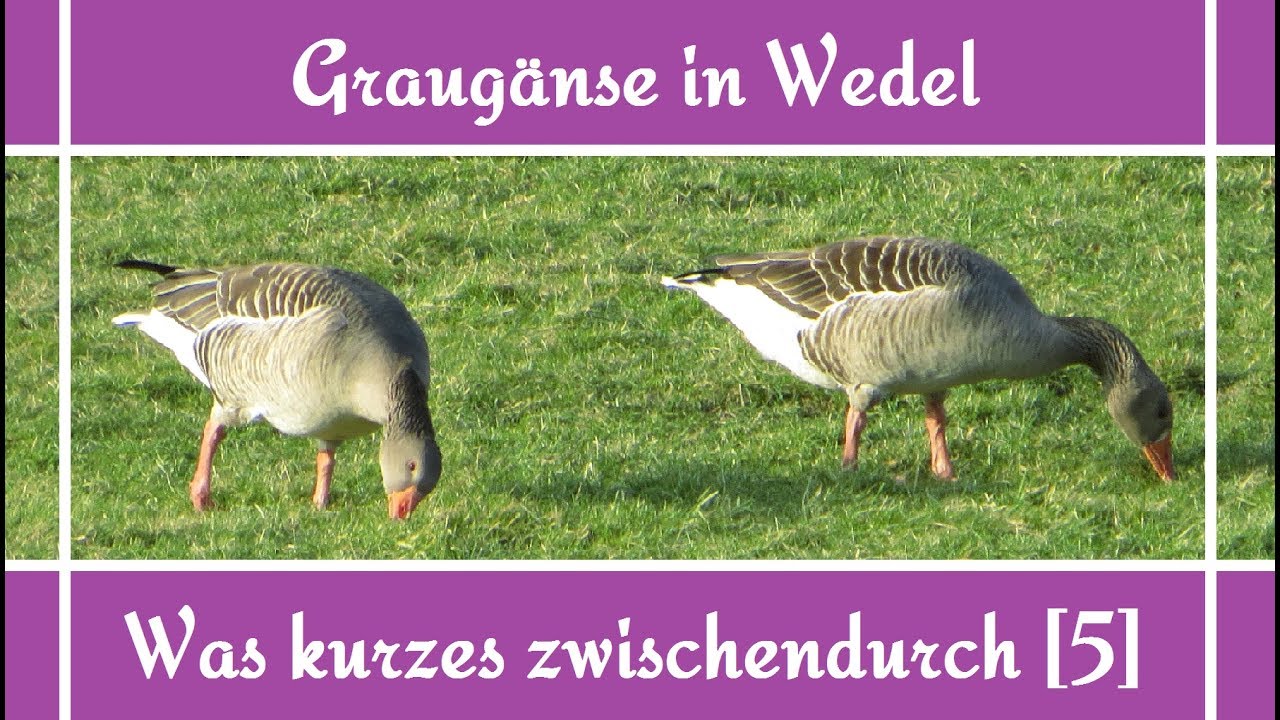 Graug&auml;nse in Wedel - Was kurzes zwischendurch [5]