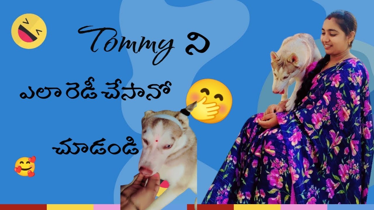 Tommy తో సరదాగా |huskypuppy ||Tommy||