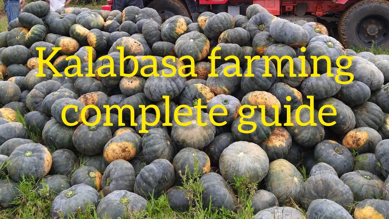 Paano magtanim ng Kalabasa/ Complete guide#bukidnon #farming