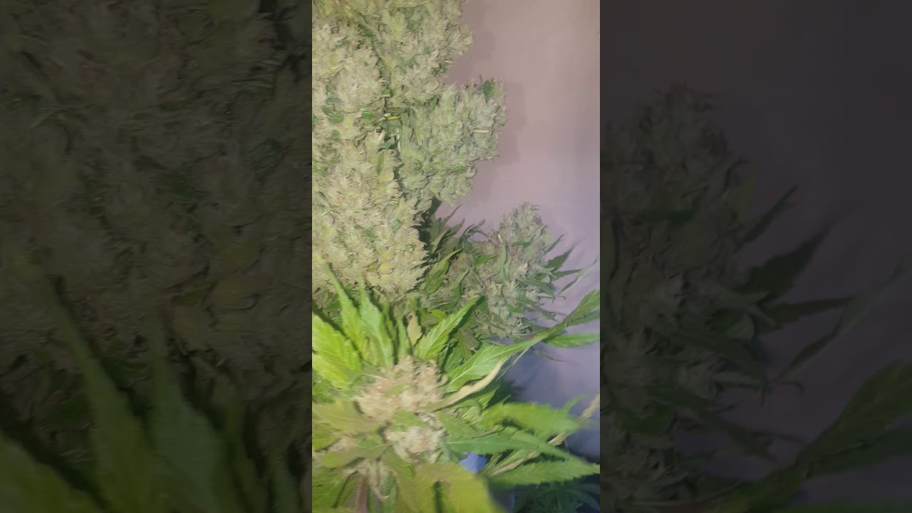 Black Sugar Rose by Delicious Seeds