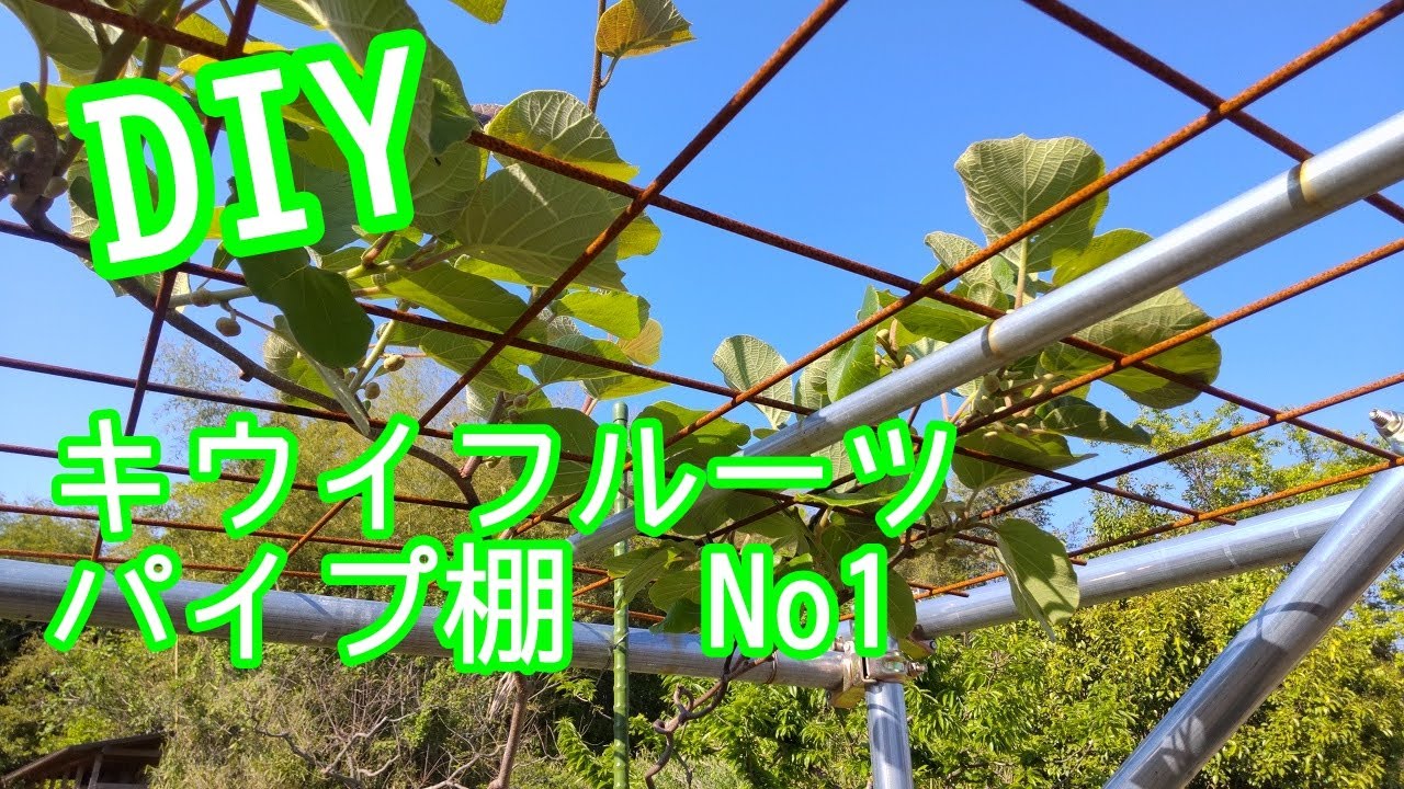 単管パイプで作るキウイフルーツ棚自作　果樹苗植えその後