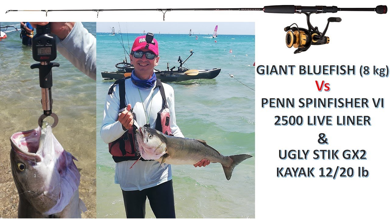 Giant bluefish vs Penn Spinfisher VI 2500 Live Liner & Ugly Stik GX2 Kayak 12/20 lb