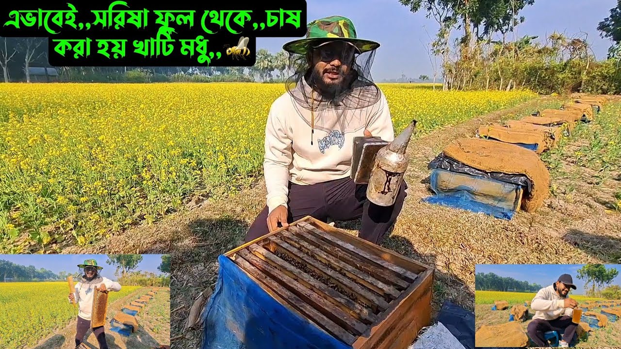 এভাবেই,,সরিষা ফুল থেকে,,চাষ করা হয় খাটি মধু,,🐝