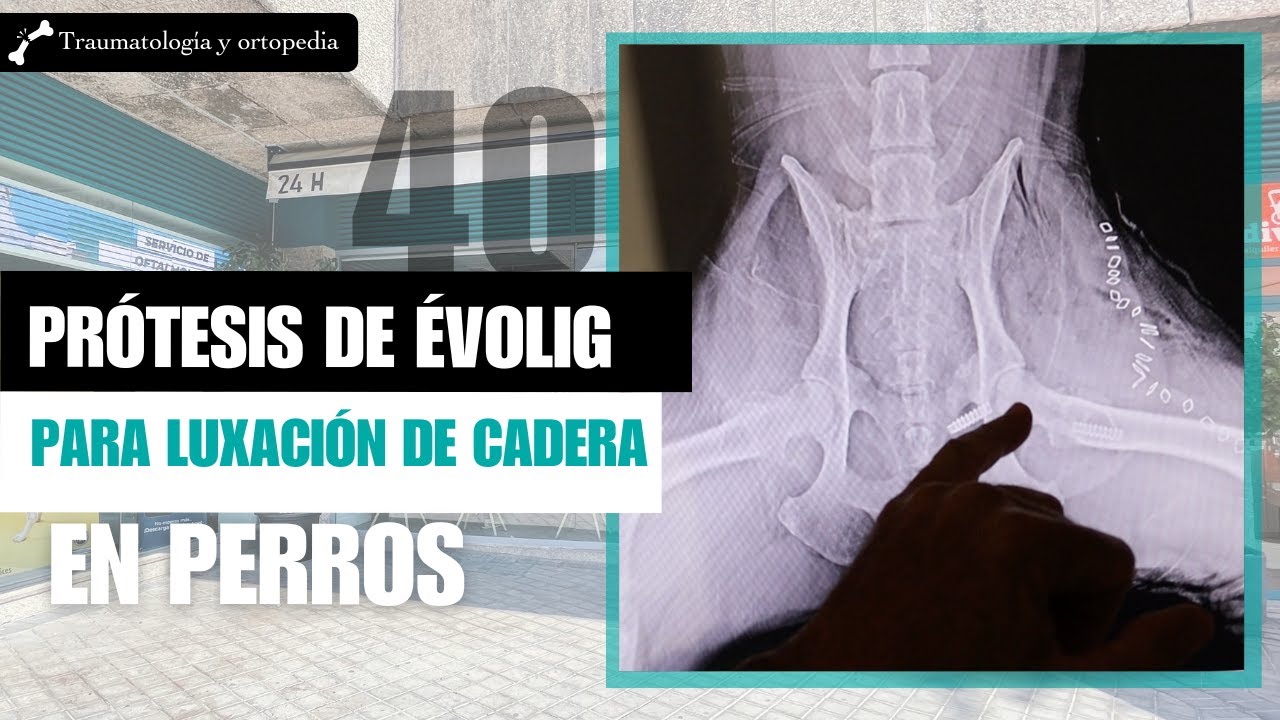 CAPÍTULO 40: 🐕 Evolux para luxación de cadera en perros. Veterinario especialista en ortopedia.