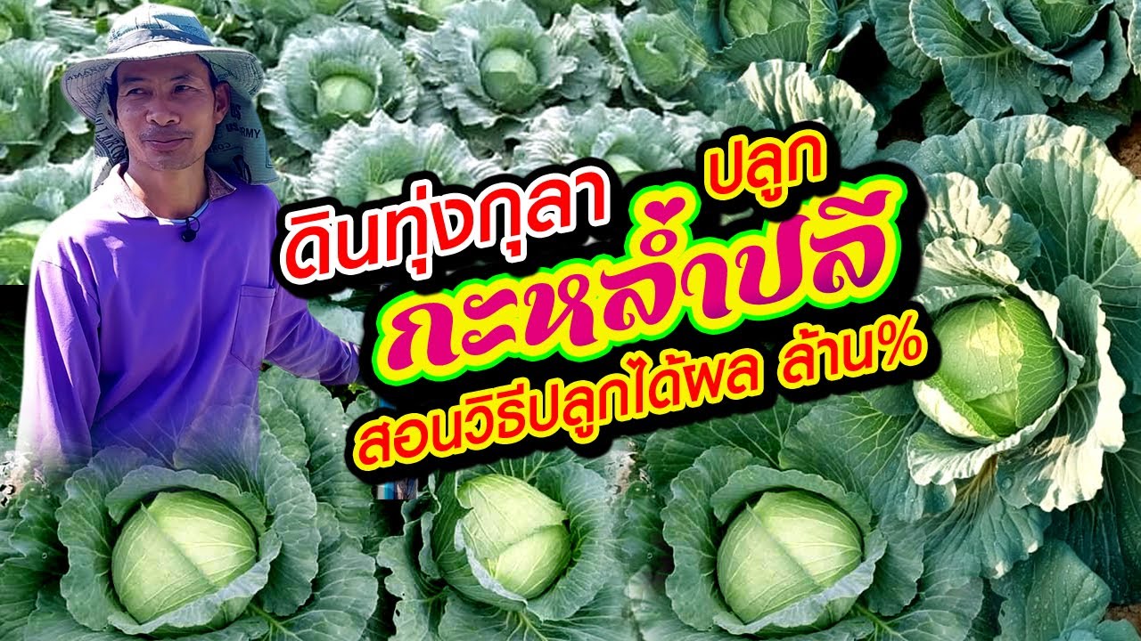 ดินทุ่งกุลา ปลูกกะหล่ำปลีได้จริงหรือ ดูคลิปให้จบรับรองปลูกเป็นแน่นอน