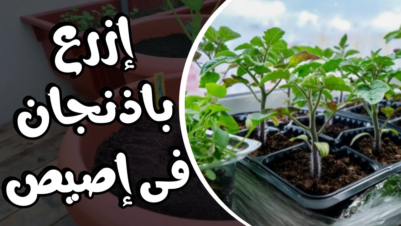 كيف تزرع شتلات الباذنجان في الأصص بدون صدمة نقل 🍆