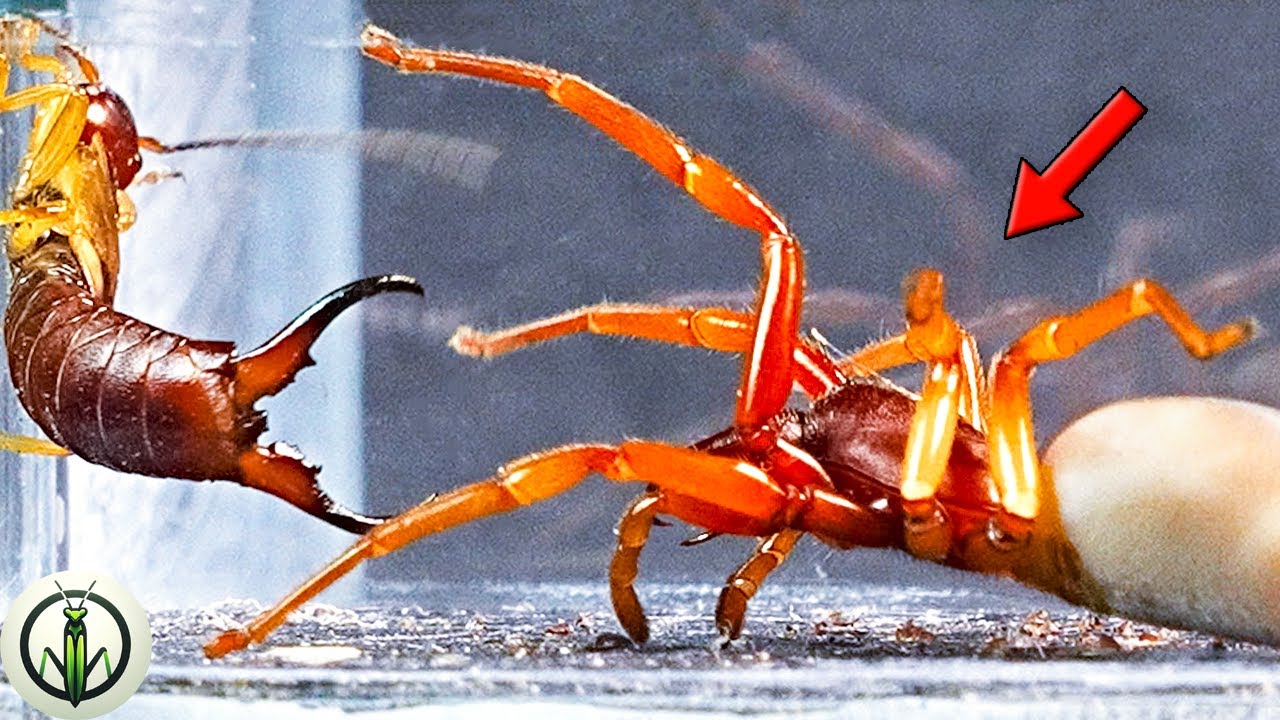 INCREDIBLE! Bull SPIDER and EARWIG FACE to FACE: Skills SHOWDOWN