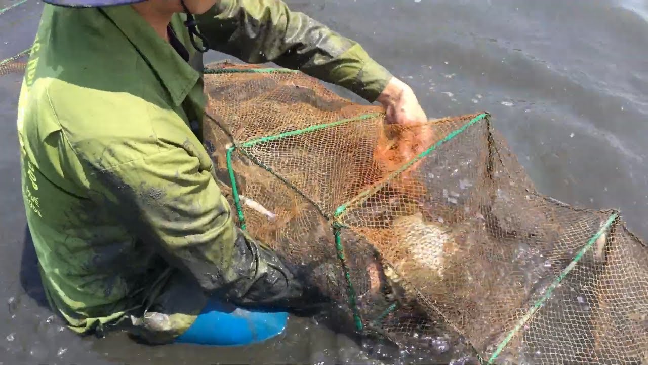 Use your hands to catch giant carp, poison fishing is your high entertainment