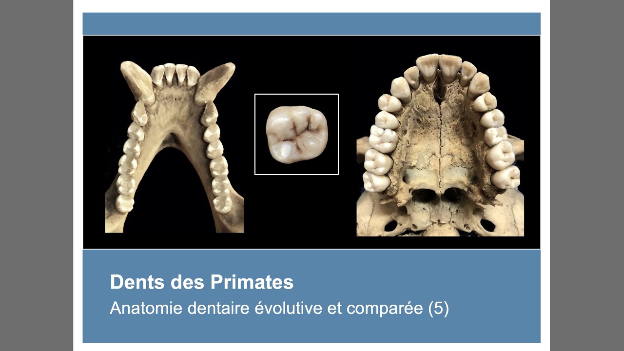 Anatomie des dents des Primates (Anatomie dentaire évolutive et comparée 5)