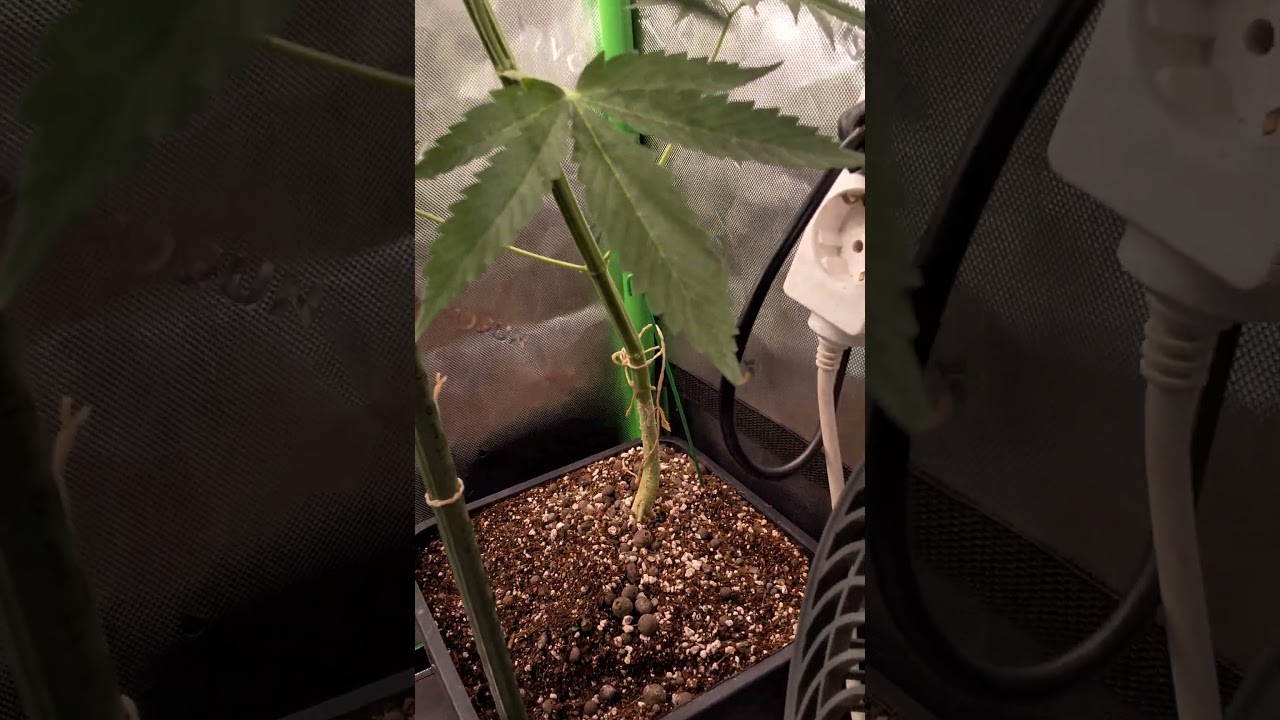 @FastBudsGenetics Lemon Cherry Cookies scam