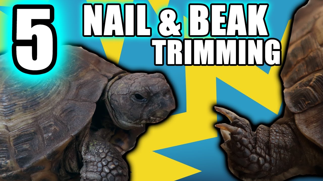5 NATURAL Russian Tortoise Beak/Nail Trimming Methods!