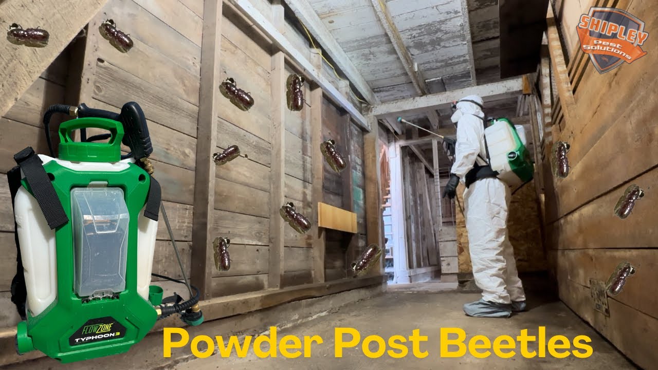 Inspecting & Treating A Barn For Powder Post Beetles With A Flowzone
