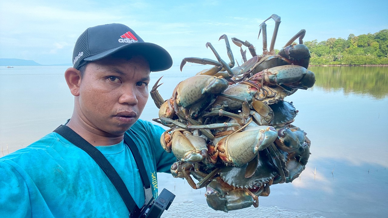 Amazing Catching Huge Mud Crabs In Swamp after Low Tide | Fishing Crabs