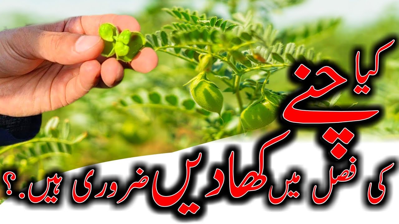 fertilizer used in chickpeas|Chany ki fasal mn khad| چنے کی فصل میں کھاد ضروری ہے؟ |@kisanpoint13