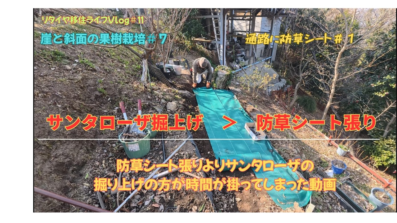リタイヤ移住ライフ＃１１　：崖と斜面の果樹栽培＃７　今日はジャガイモの畝の所に防草シートを張る予定でしたが、サンタローザの根が不織布鉢を突き破り動かないので、堀りあげにメチャ時間が掛ってしまいました。