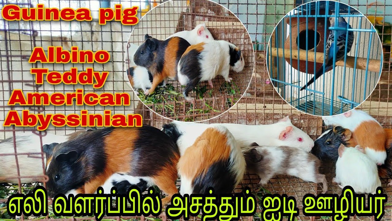 #Guineapig