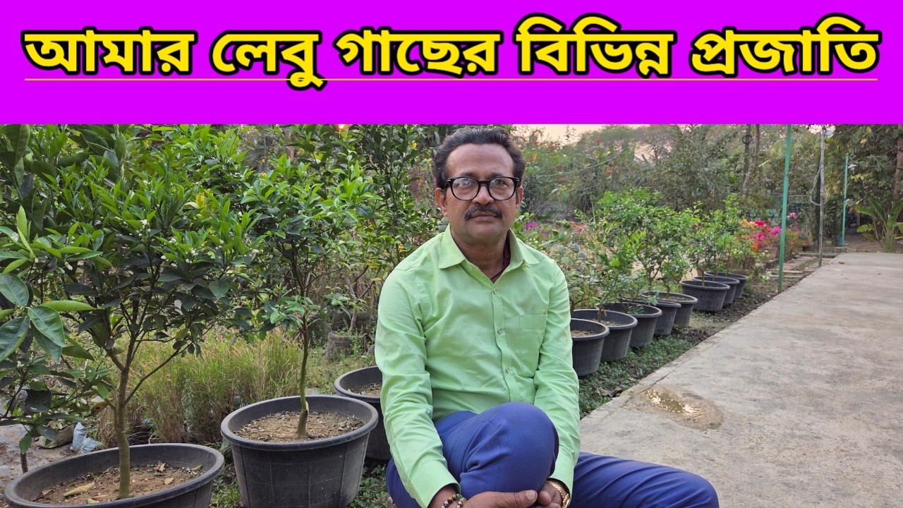 আমার বাগানের লেবু গাছের প্রজাতি ও পরিচর্যা ||My Garden Lemon Variety And Care ||