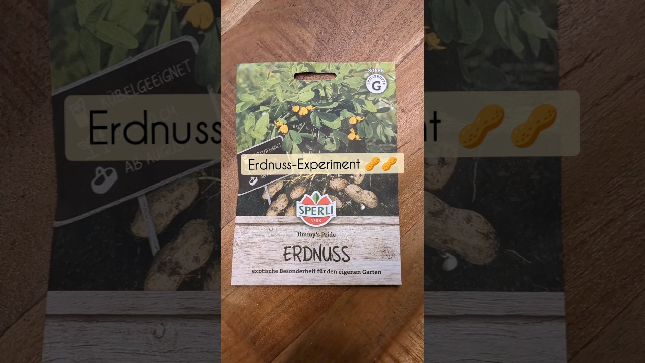 #Erdn&uuml;sse anbauen in #Bayern 🥜 wir testen f&uuml;r euch den Erdnuss-Anbau! 🥜