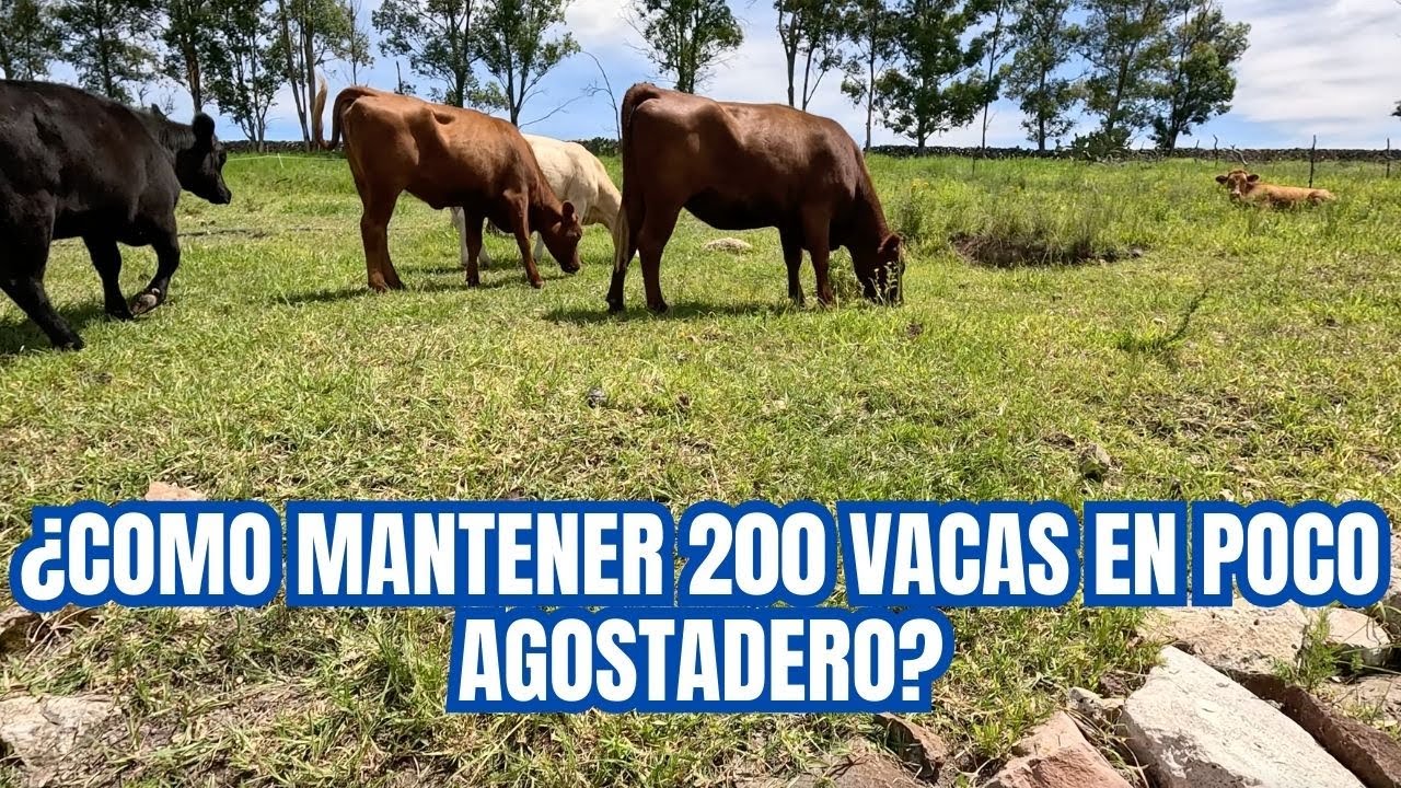 ¿Cómo MANTENER 200 VACAS en poco AGOSTADERO? | GANADERÍA REGENERATIVA | Parte 2 |  RancheandoAndo
