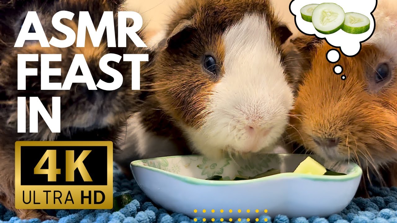 Piggies Eating Cucumber 🥒 in 4K | Gentle Guinea Pig ASMR