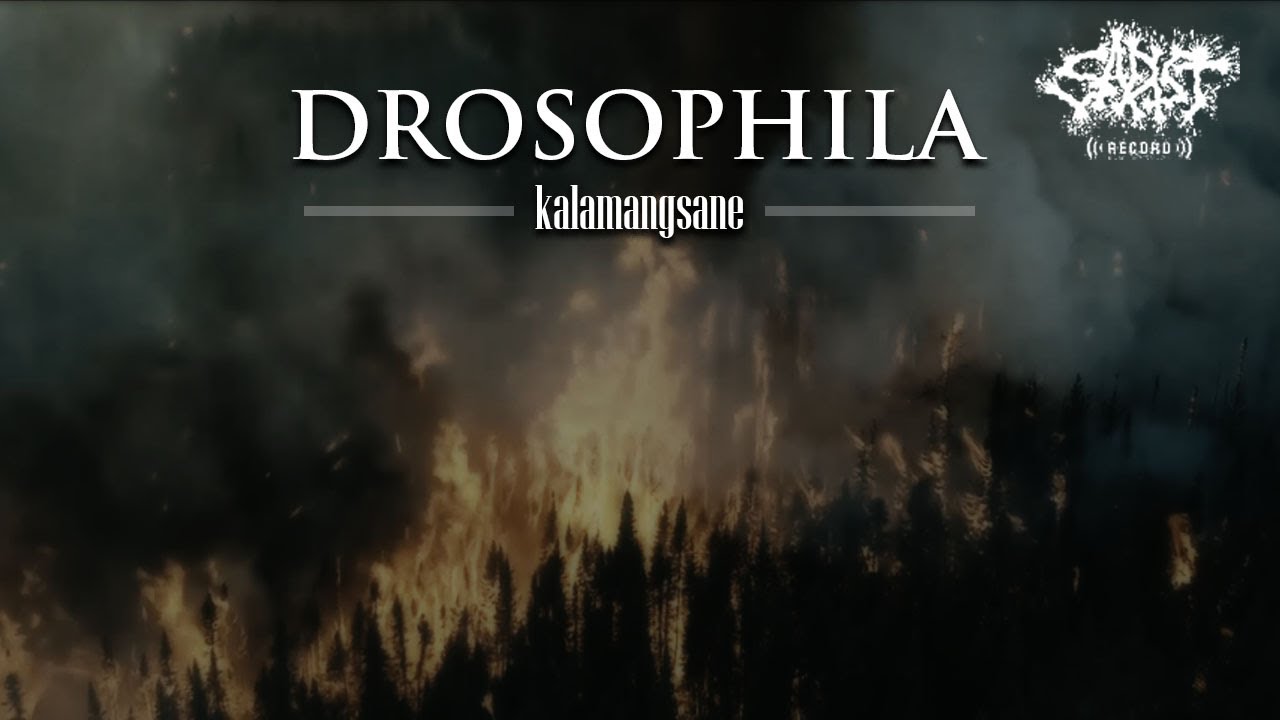 Drosophila - Kolomangsane ( official Music video )
