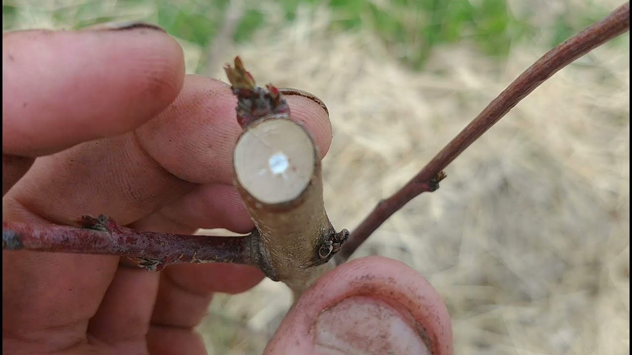 2) Agroforesta come va dopo l'impianto? Osservazioni ed errori