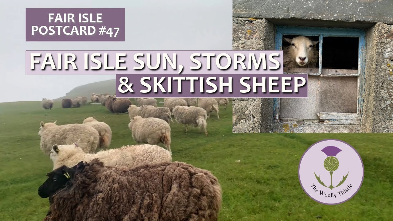 Fair Isle Postcard #47 Fair Isle Sun, Storms & Skittish Sheep        #shetland #croft #sheep #knit