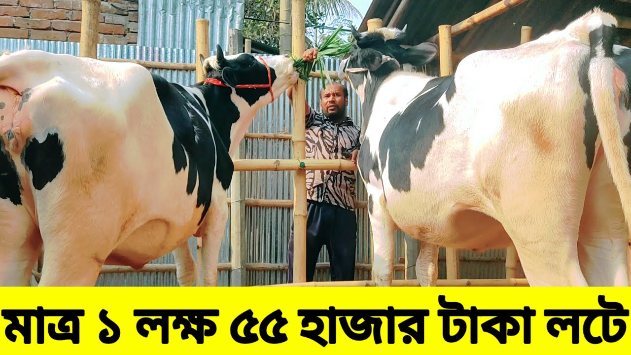 মাত্র ১ লক্ষ ৫৫ হাজার টাকা লটে ৬ মাসের প্রেগনেন্ট গরু ক্রয় করুন ইমরান ডেইরি ফার্মে 