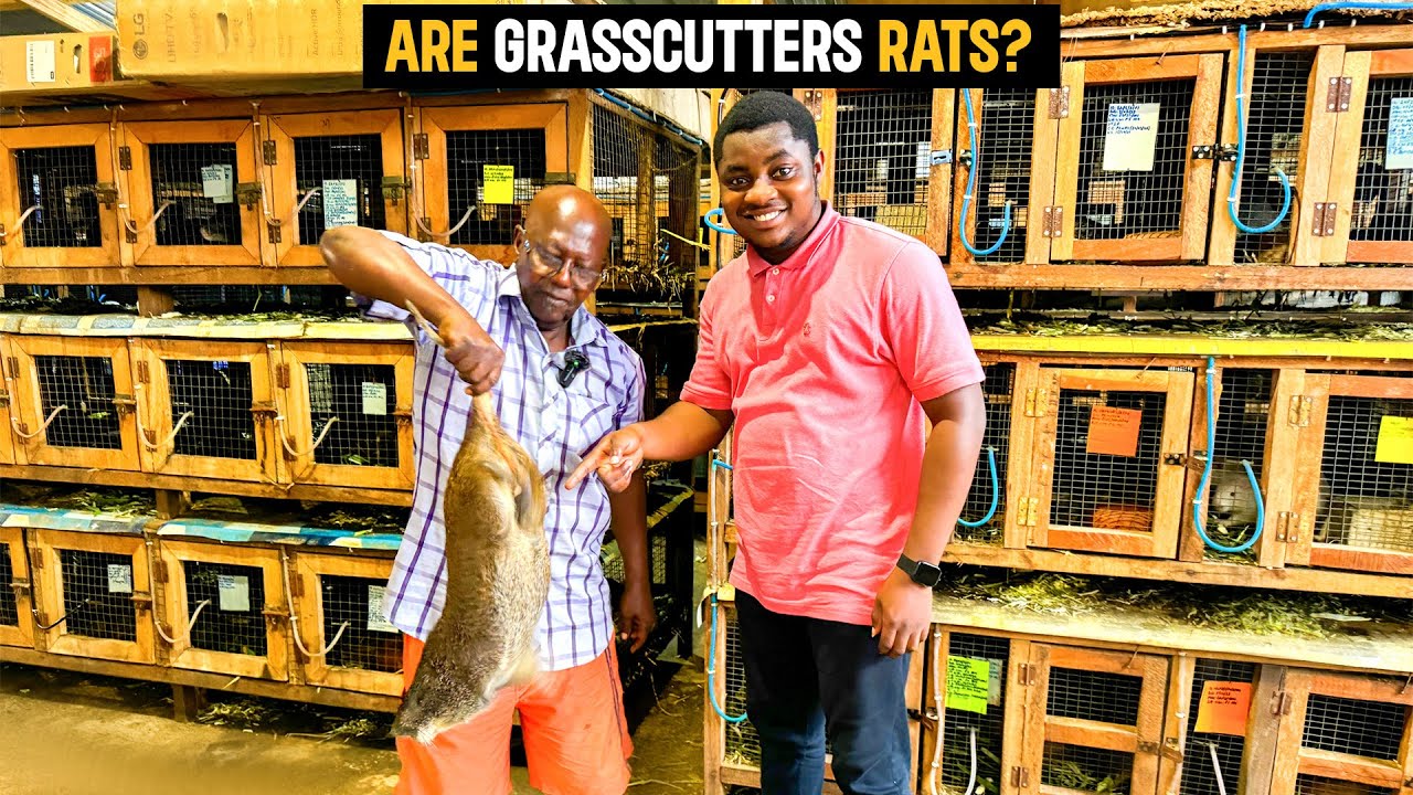 Grasscutter Farming | WATCH THIS Before Starting a Grasscutter Farm. #grasscutter