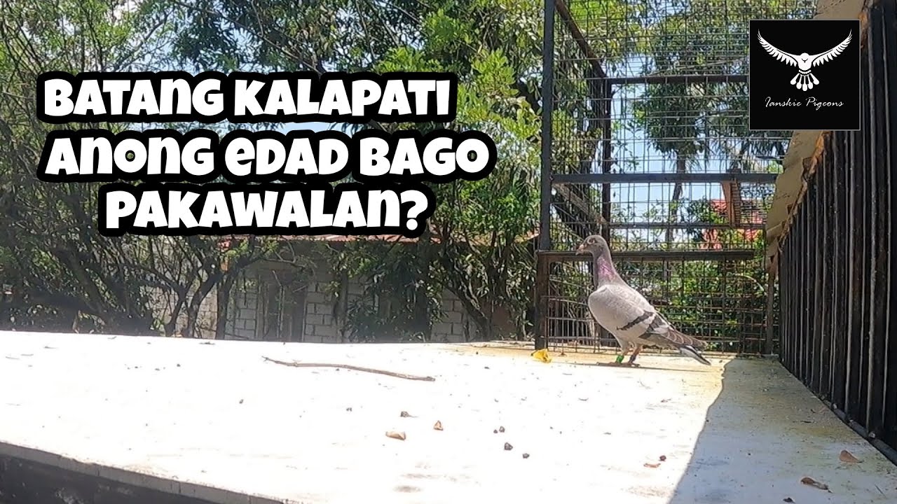 ILANG BUWAN O ANONG EDAD BAGO PAKAWALAN ANG MGA BATANG KALAPATI OR YOUNGBIRD??