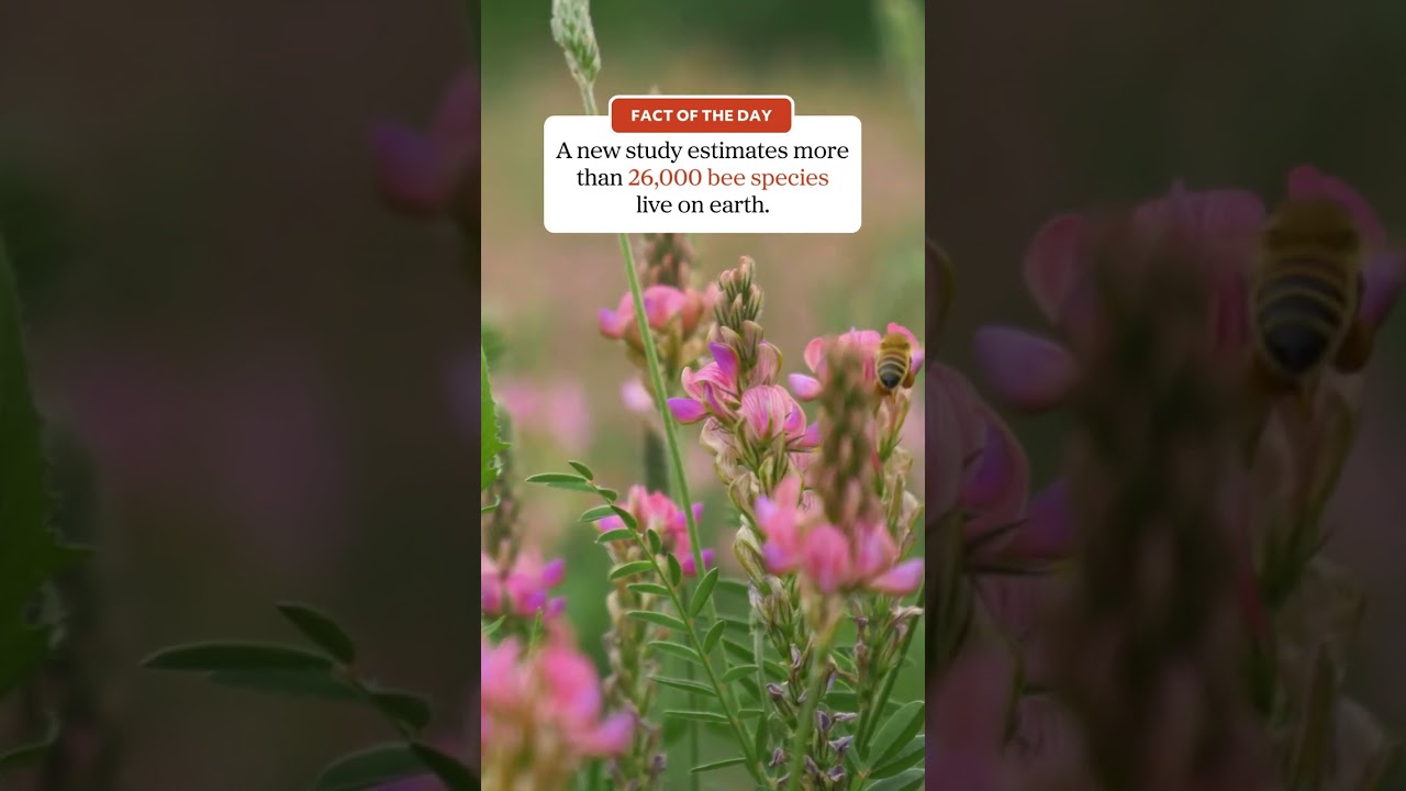 The more we learn about bees!