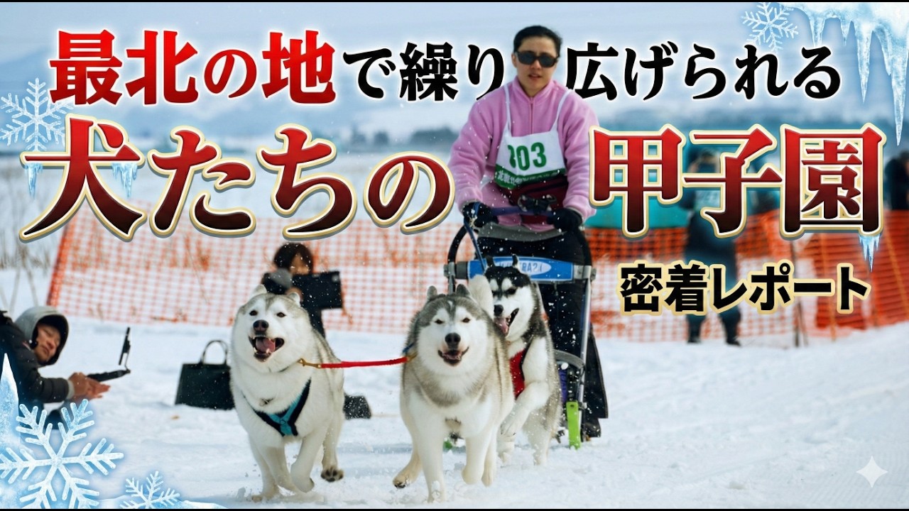 【モフモフ】全く走らない犬vs必死すぎる飼い主。稚内犬ぞり大会の「ワンワンダッシュ」がカオスすぎた　稚内JAPAN CUP【犬たちの甲子園】