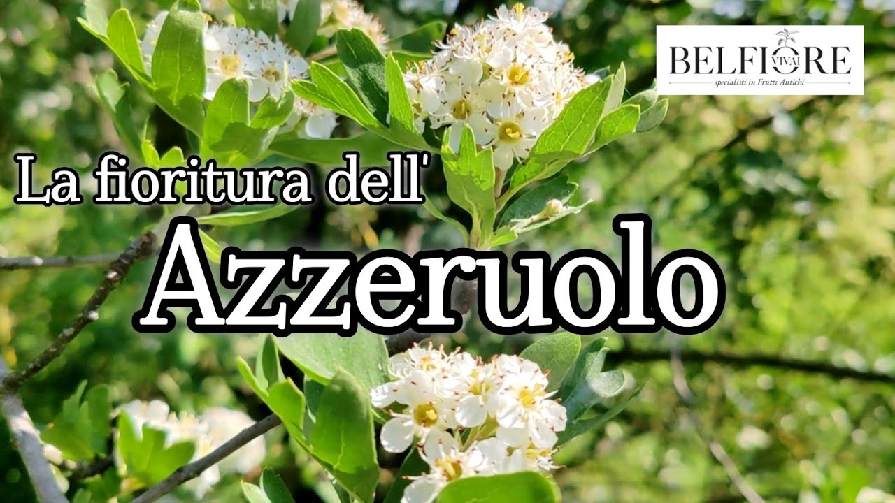 La fioritura dell'AZZERUOLO