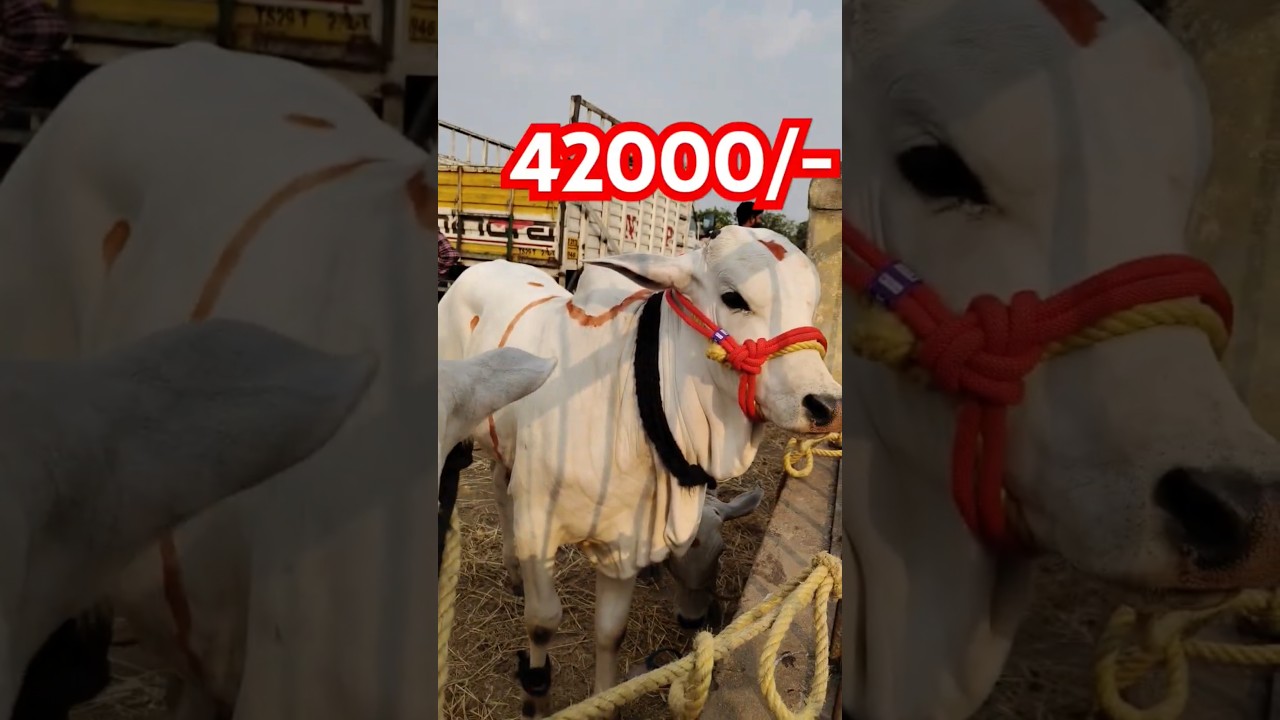 milk teeth ongole bulls in kodada#bull #ytshorts