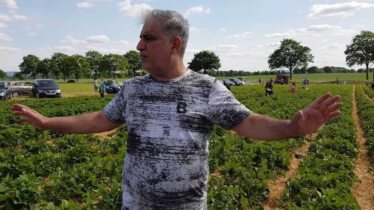 مزرعة الفراولة في المانيا