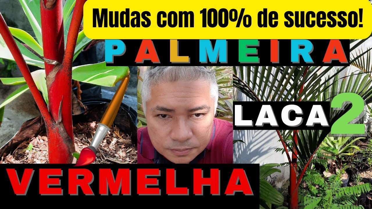 2-PALMEIRA LACA VERMELHA: Retirada de mudas com 100% de Sucesso!