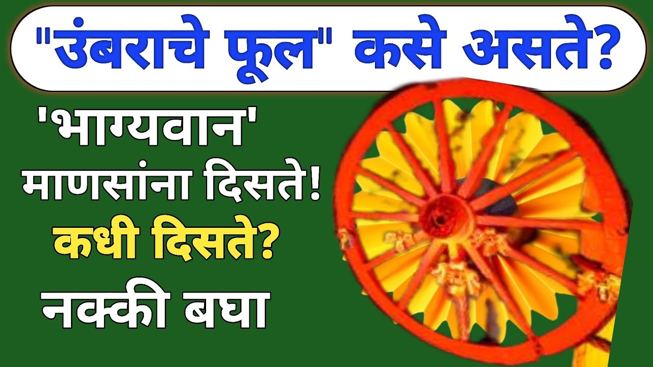 उंबराला फूल असते का? | उंबराच्या झाडाची पूजा केल्याने काय होते? | Umber Flower | Audumbar