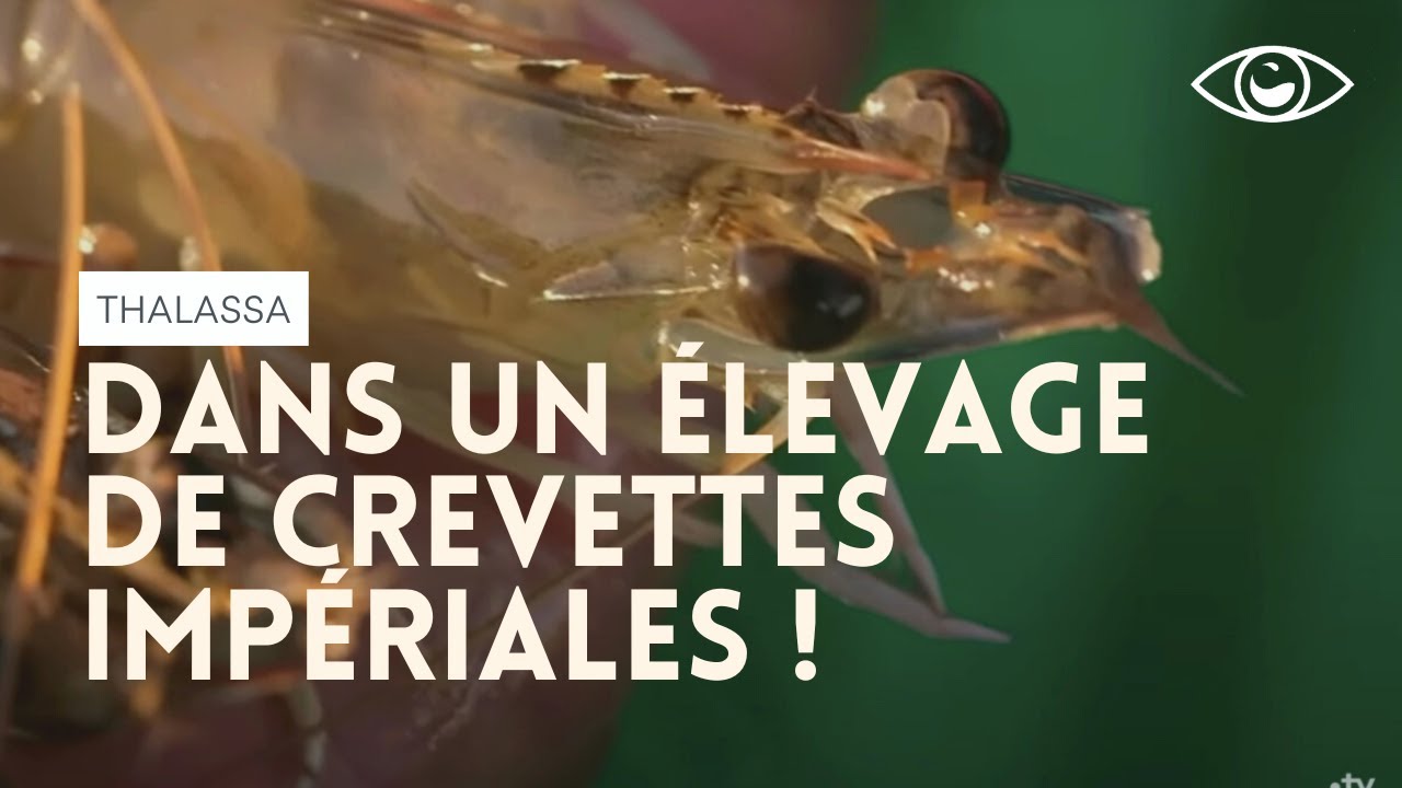 Dans un élevage de crevettes impériales - Thalassa