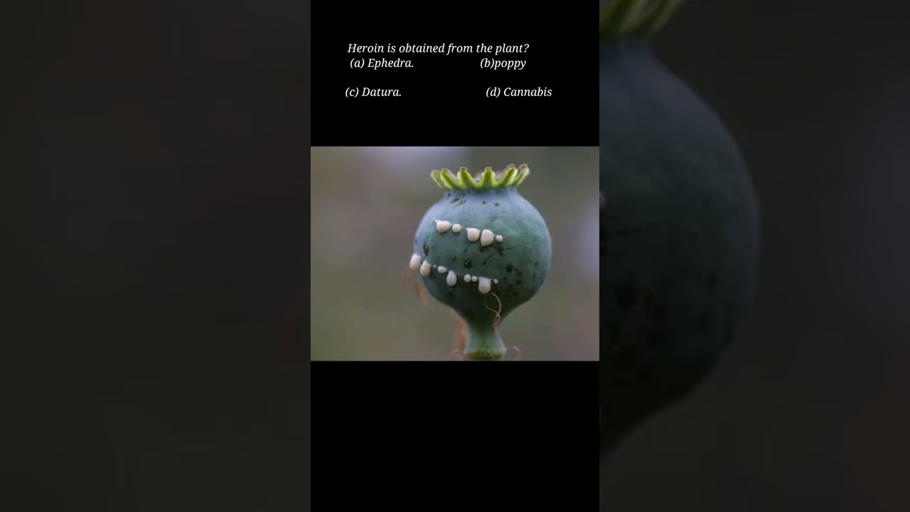 Know  Narcotics  plant The Ultimate Heroin Plant Identification Quiz