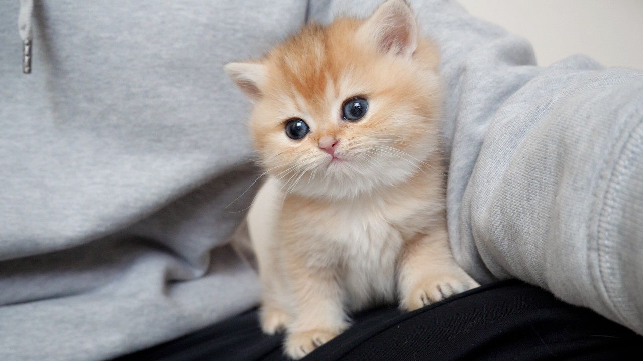 It was Pukka the kitten and that kitten who came onto the owner's lap!