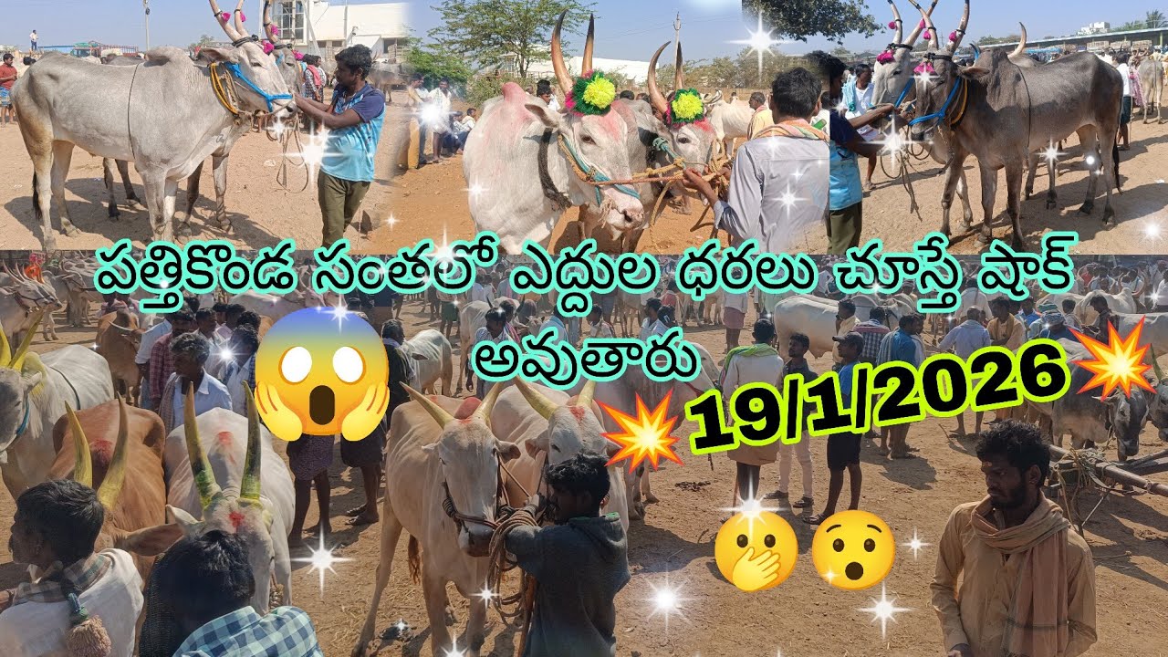 పత్తికొండ సంత లో సీమ ఎద్దులకు పలికిన రేట్లు//#pattikonda Bull's video's #trending #viralvideos 